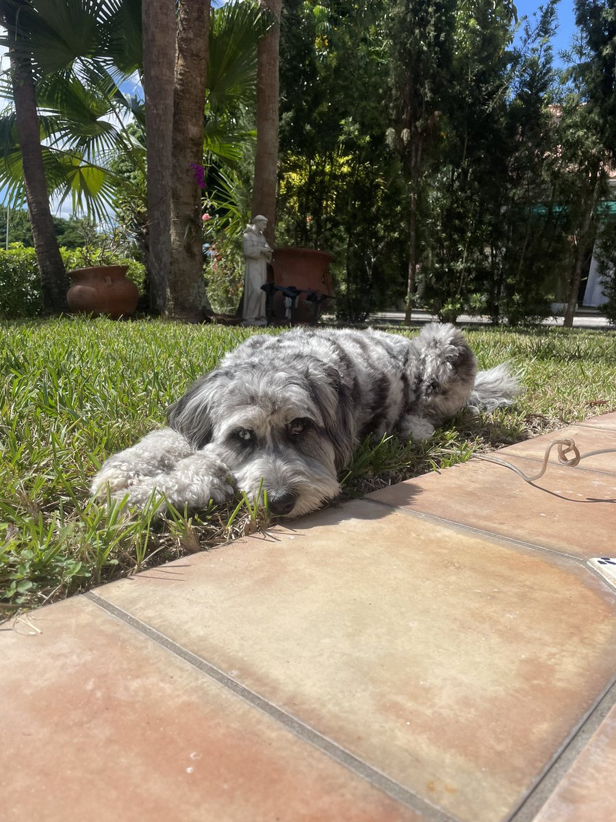 Cassandrasf1's tweet photo. Relaxing after scaring away the iguanas  #aussiedoodle #doodle https://t.co/wqPOIPsQUA