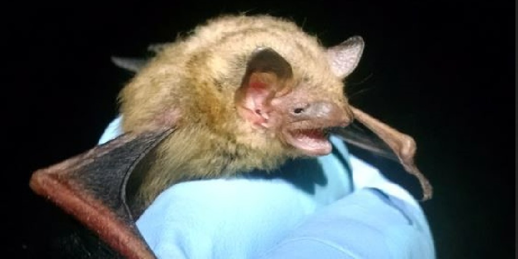 FreeseNichols's tweet photo. A proposed federal rule to list the tricolored bat as #endangered could affect projects across more than half the U.S. if they involve #treeclearing or work on #bridges and #culverts. Learn more and see how our #environmental scientists can help you:

https://t.co/OyDJux4l6U https://t.co/zjnh227Hip