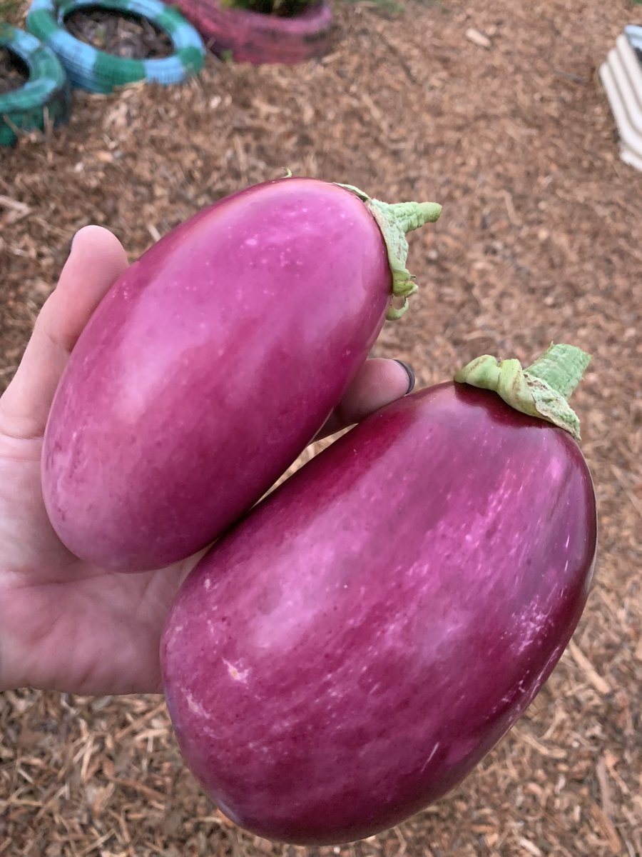 GardenMort's tweet photo. #GardenGnomies harvested Rosita Eggplant from @rareseeds and then Mr. Matt made them Eggplant Parmesan . They thought it was 🍕. 🤣😝😜#SchoolGardens #veggies .  @MortElementary https://t.co/PuKd3cJFo5
