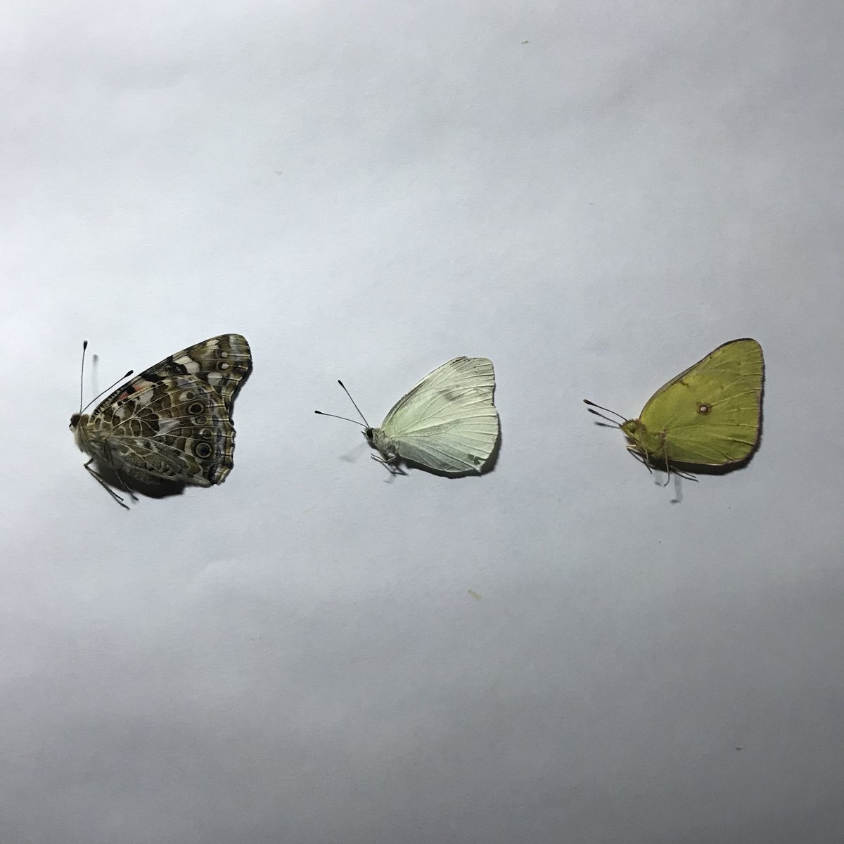 Will_Gardiner_'s tweet image. 🦋NEW WILL GARDINER ALBUM 🦋
"My Butterfly Collection"
November 3rd, 2022
Album cover and tracklist ⬇️