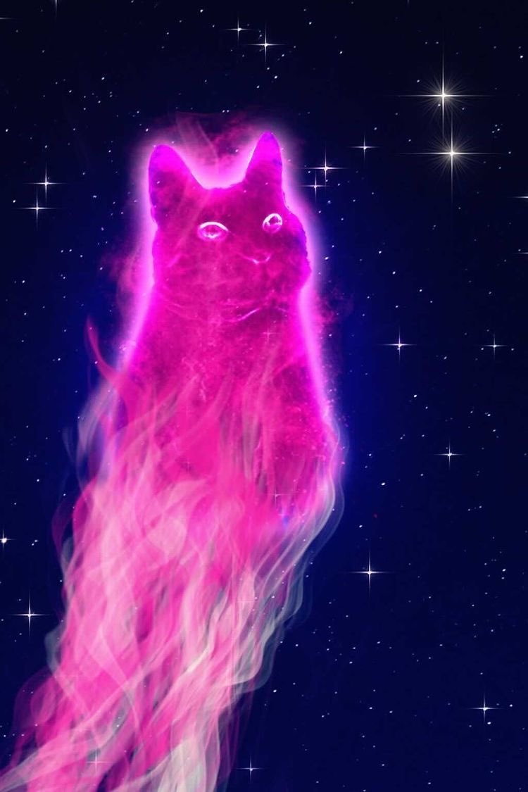 My_unique_petz's tweet photo. You know what I might do for a Halloween stream this week:
Making animal ghosts like below:(all edits belong to me just tagging the person who owned the cat from the 3th photo) https://t.co/JKLpNASJbg