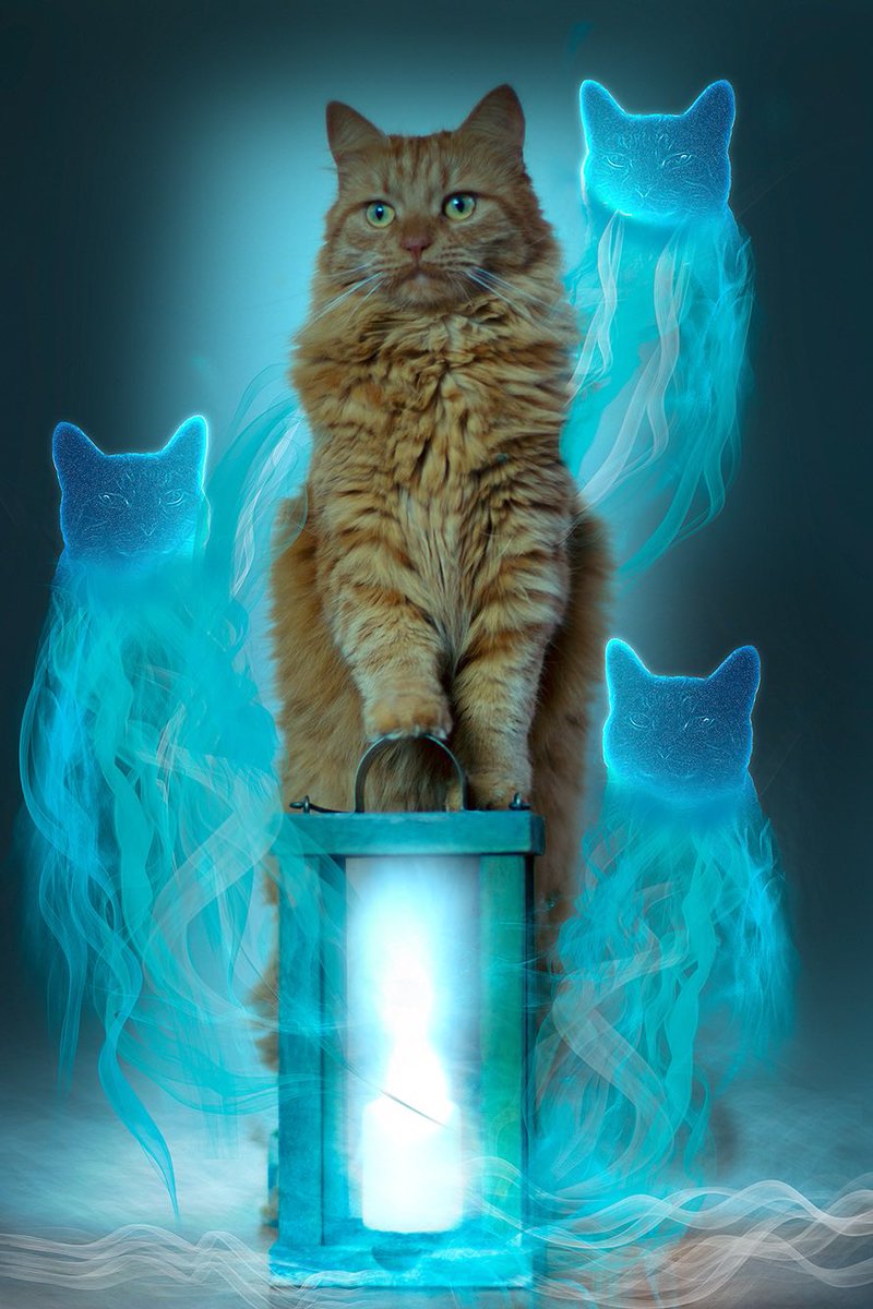 My_unique_petz's tweet photo. You know what I might do for a Halloween stream this week:
Making animal ghosts like below:(all edits belong to me just tagging the person who owned the cat from the 3th photo) https://t.co/JKLpNASJbg