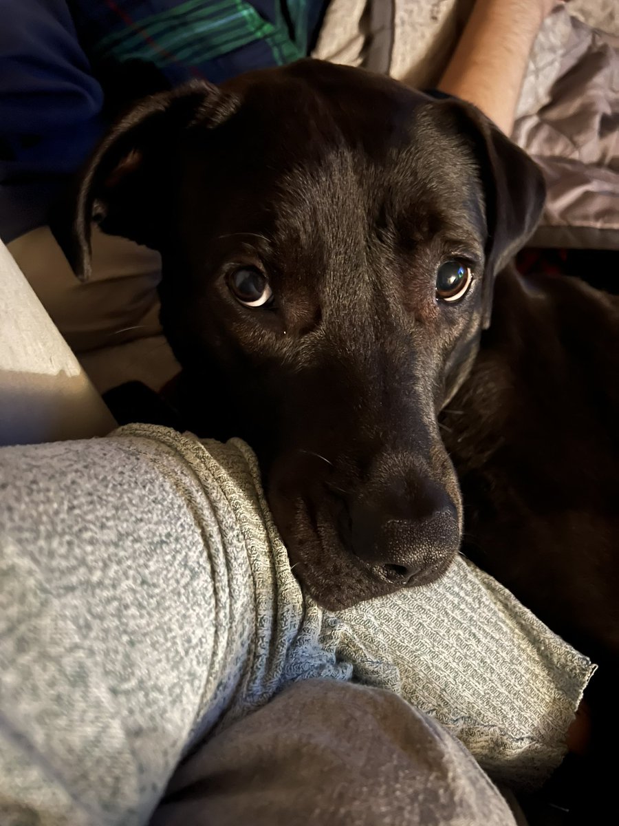 MrsKHask's tweet photo. @KatTDooley I have sad eyes and a tiny blep for your viewing pleasure. https://t.co/J2R1A9qK3x