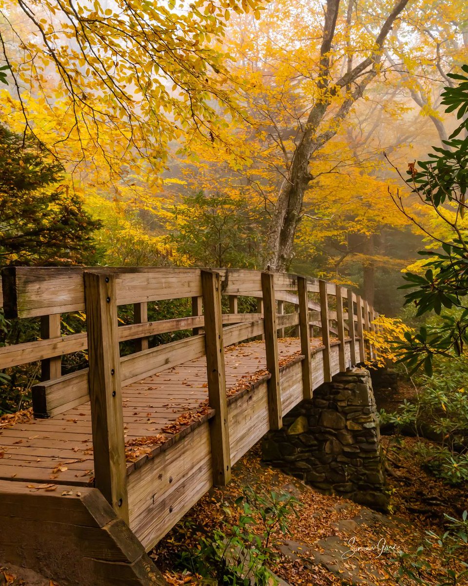 NC Smoky Mountains tweet media