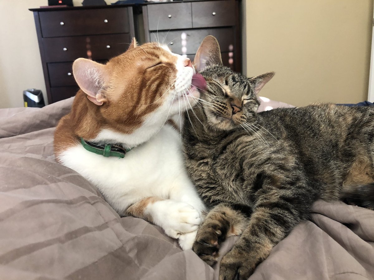 realDNRcat's tweet photo. Day 8:

I awaken &amp; Lenny is gone. This is good because I am tired &amp; not in the mood for adventures today. I miss Simba, so in his honor, I decide to nap all day. Maybe tomorrow I will pay him a visit. Lenny did demonstrate that it is possible to sneak in &amp; out w/o being noticed. https://t.co/8aaWmG80kg