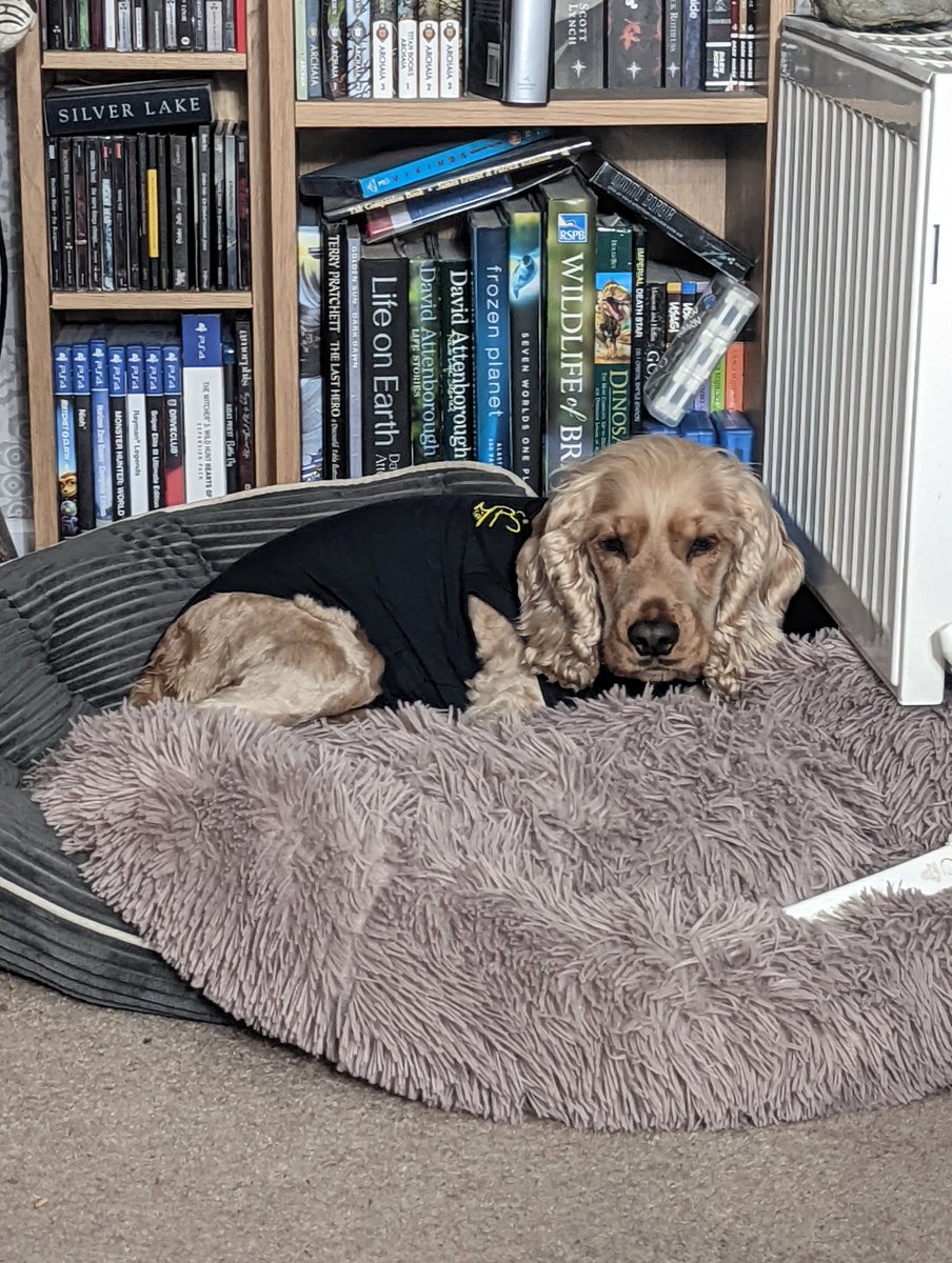 Chewy & Willow tweet media