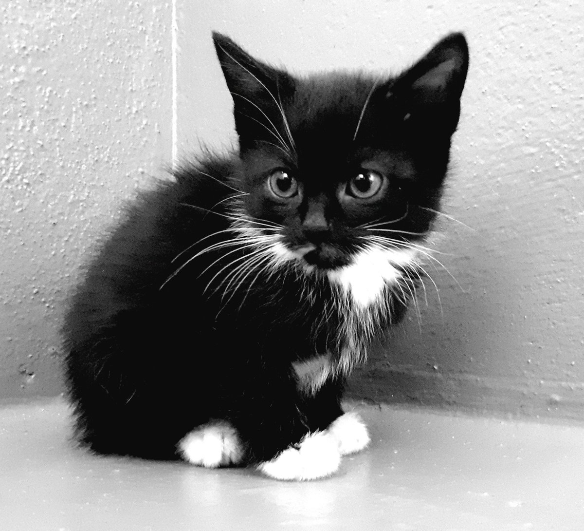 Some little ones waiting to take on the world. Please give the office a ring for further info