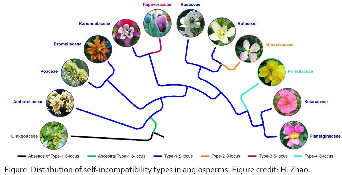 From the archives: Evolution of angiosperm self-incompatibility, genomic imprinting in wheat, and function of calnexin in the ER - Suzanne de Bruijn @JohnInnesCentre buff.ly/3U7M2vF #PlantSci @ASPB