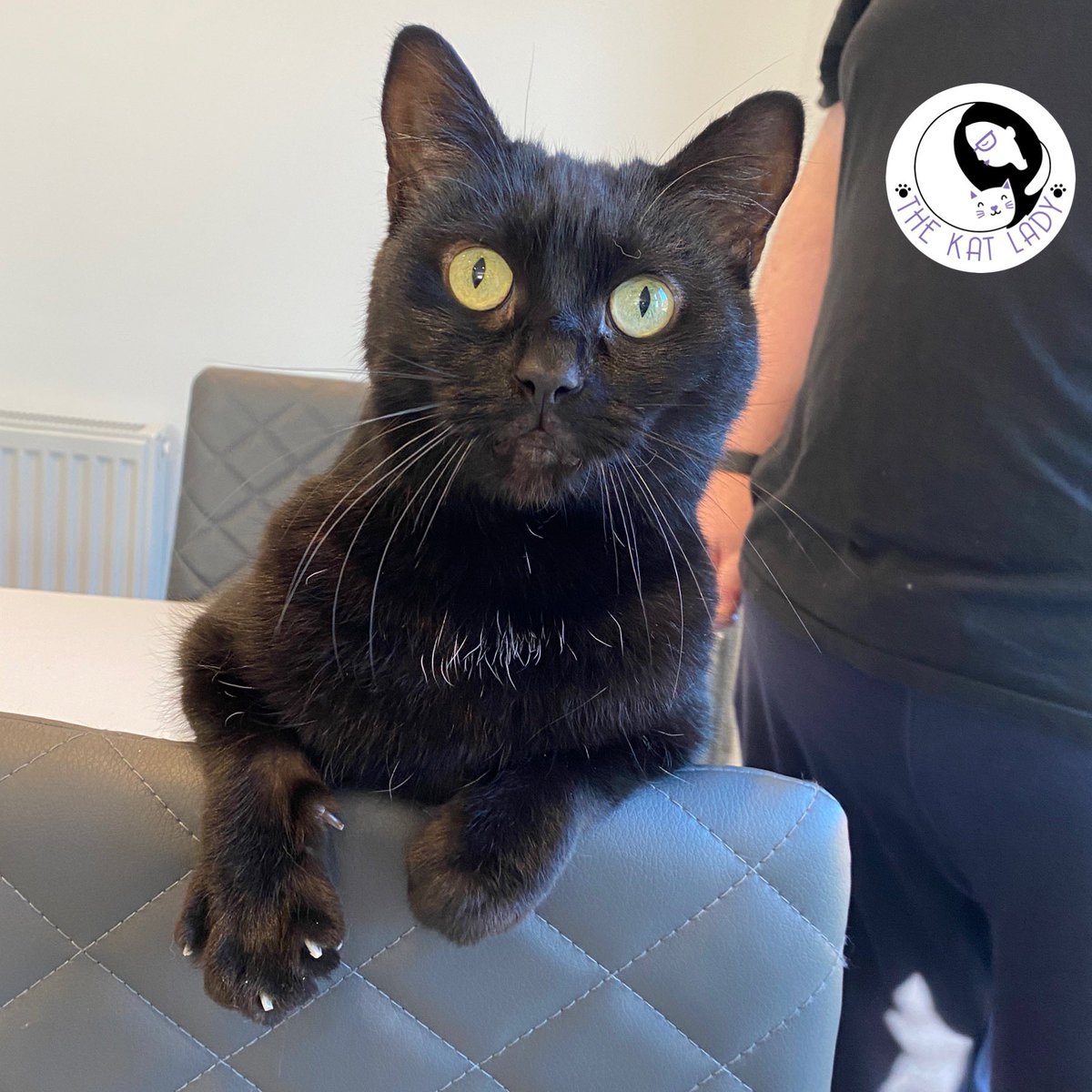 It’s impossible not to fall in love with Douglas 💜 I mean look at him draped over the back of a chair kneading it happily after having his very long misshapen claws trimmed #catsoftwitter #cat #blackcat #catgroomer