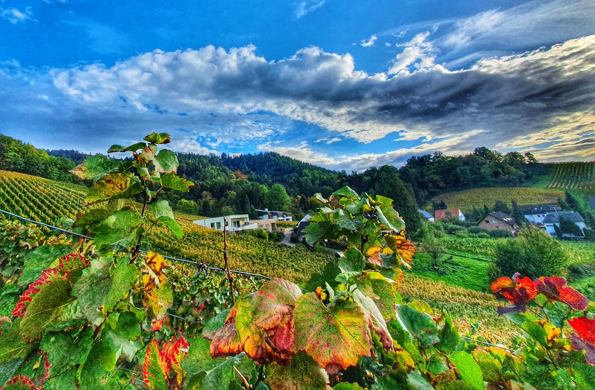 Das ist unsere #heimat 🤩

Im Offenburger Weinort Fessenbach liegt unser Familien-Weingut mitten in unseren Reben, am Fuß des Hohen Horn.

#offenburg #badenwürttemberg #badischerwein #winesofgermany
