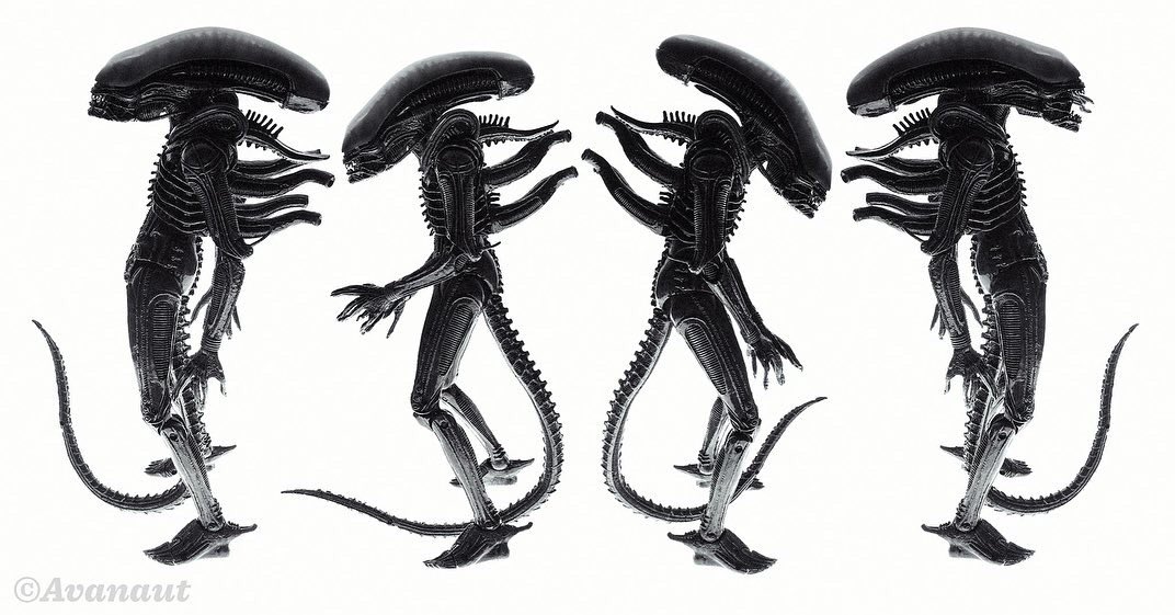 A few snapshots of this little critter on white. It’s quite handsome.