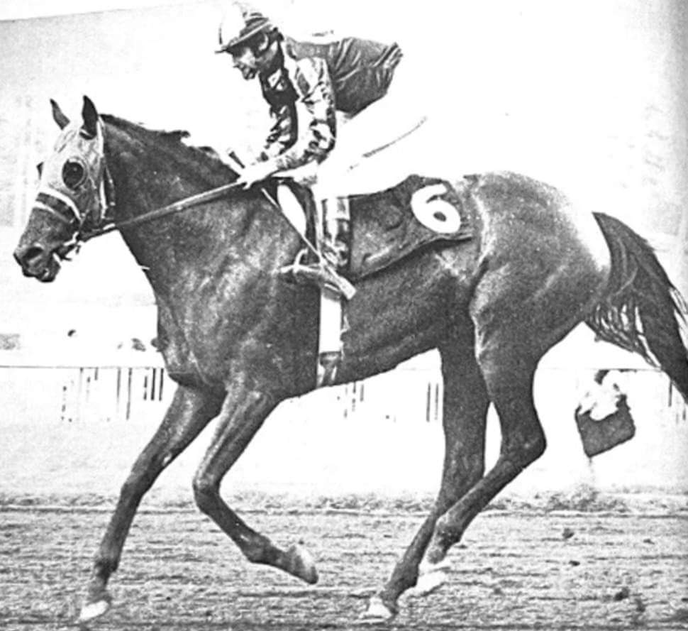 HORSERACING1002's tweet photo. QUILCHE 🇨🇱 1964
(SCELTO - QUE BAJEZA BY VICINITY) #Quilche
B/ Haras Los Lagos 🇨🇱 1964
40-10-4-4----214,478 dls
1967 champion 3yo colt in Chile 🇨🇱
Coronado S, Century H, San Luis Obispo H, San Luis Rey H, Premio El Ensayo, Premio Reina Isabel II.
NAR Hollywood (T) 13/8 M 2,11,60 https://t.co/S8bk8zBW7o