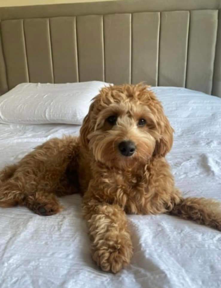 MissingPetsGB's tweet image. 🧨🐕 PLEASE SHARE!

FRANKIE has been spooked by #fireworks &amp;amp; got off her lead &amp;amp; collar 6.30pm from Clarendon Road area of #Hyde #SK14 on 23 Oct 2022
Sighted Wardale, Rochfield 09.30 am this morning, 24 Oct, 14 miles away. doglost.co.uk/dog-blog.php?d…