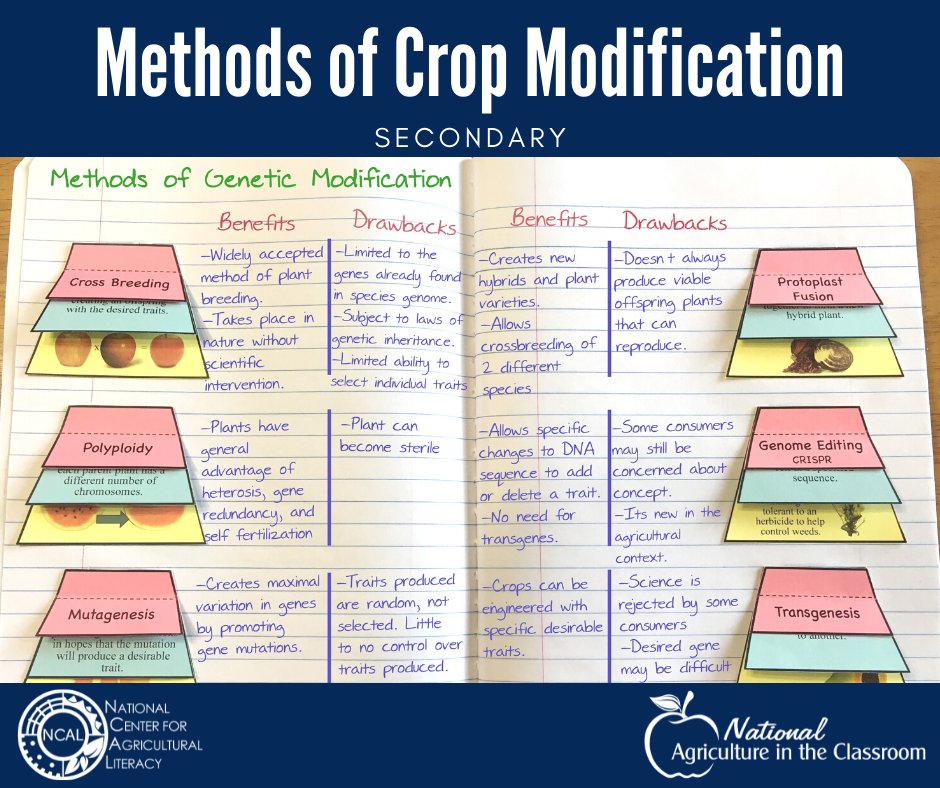 What scientific processes are used to modify and improve crops? This activity guides students to explore SIX methods of crop modification. 

agclassroom.org/matrix/lesson/…

#MatrixMonday #agliteracy #agclassroom #plantscience #plantbreeding #scienceteacher #intractivenotebook