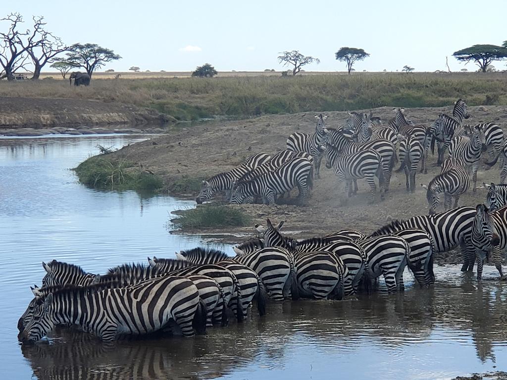 LeNordMeusien's tweet photo. #apero pour #zebres 😉😃... ce midi en #Tanzanie.. #serengeti 😊 https://t.co/FOqUNJr80p