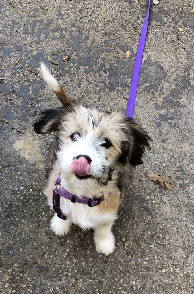 guys look at my dog 😭