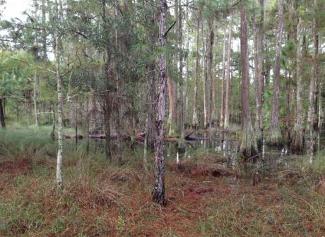 PennyForPasco's tweet image. Did you know that in 2001, 520 acres of environmental land at Crockett Lake were purchased with Penny for Pasco dollars?  These acres will remain in conservation forever due to Penny for Pasco. #PennyforPasco #2022Elections #DidYouKnow