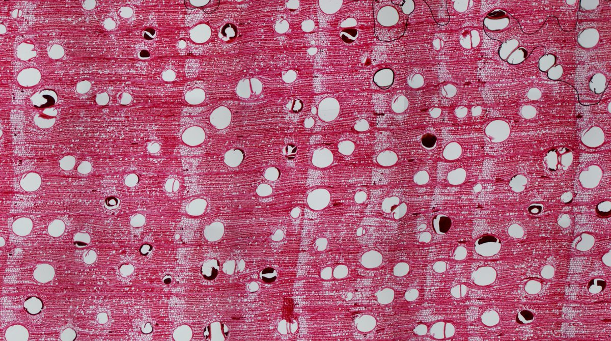 Water availability limits maximum tropical tree height. Trees modulate their drought resilience by tapering their xylem vessels (decreasing their size) from base to tip. We explored vessel-tapering patterns in 𝐶𝑒𝑑𝑟𝑒𝑙𝑎 sp. along a climatic gradient: doi.org/10.1007/s00468…