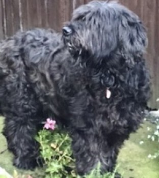 millypod1's tweet photo. 🆘24 OCT 2022 #Lost MIA #ScanMe
Black Briard Female. VERY NERVOUS
Marbury Country Park #Marbury #Comberbach #Northwich #Cheshire #CW9
SIGHTINGS PLZ ☎️07703 172750/ 01606 270739
https://t.co/pVRhLO5tOg https://t.co/h8AFZTxiHF