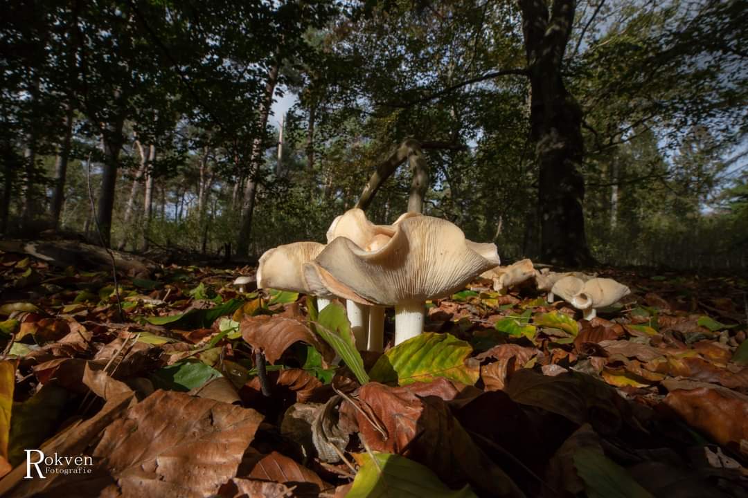 Rob Rokven tweet media