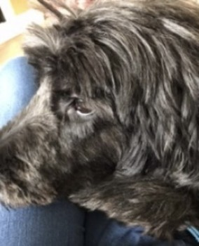 millypod1's tweet photo. 🆘24 OCT 2022 #Lost MIA #ScanMe
Black Briard Female. VERY NERVOUS
Marbury Country Park #Marbury #Comberbach #Northwich #Cheshire #CW9
SIGHTINGS PLZ ☎️07703 172750/ 01606 270739
https://t.co/pVRhLO5tOg https://t.co/h8AFZTxiHF