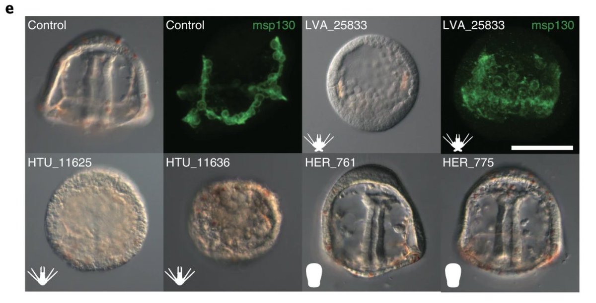 PhilDavidson's tweet photo. Lastly, to validate if any of these pmar1 copies retain their function in specifying skeletogenic fate, @JaneSSwart overexpressed several paralogs from each species in L. variegatus embryos -- Lv and Ht copies convert cell fates, He does not! (12/n) https://t.co/7we7wScOij