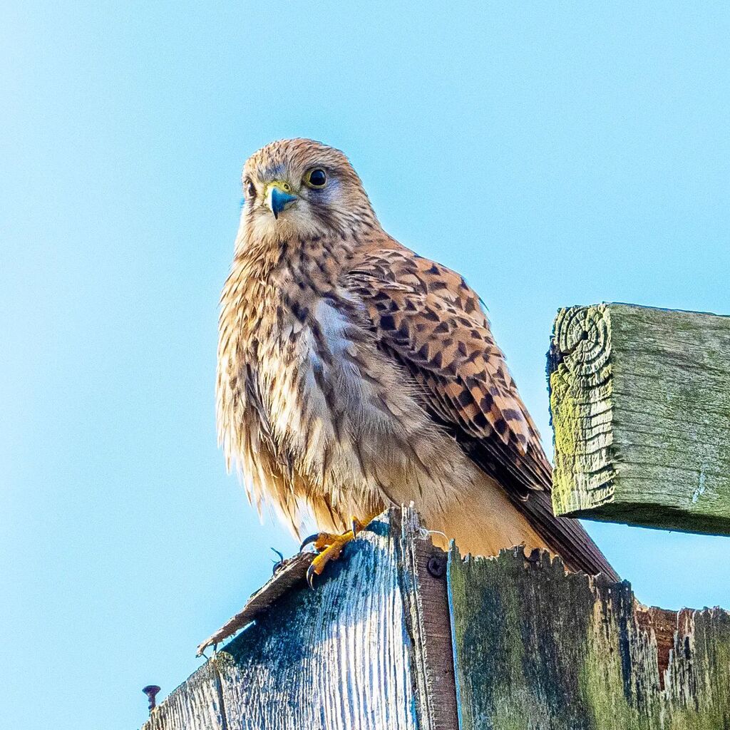 nickhowe56's tweet photo. A Kestrel at Seaton Wetlands
#kestrel #birdsofpreyofinstagram #birdsofpreyphotography #ukwildlife
#rspb_love_nature #bbcwildlifemagazine #bbcspringwatch #britishbirds
#ukbirds #birdphotography #ukbirdphotography #ukbirdwatching #britishwildlife #briti… https://t.co/kpZbIRtviM https://t.co/Qv9haO7UCG