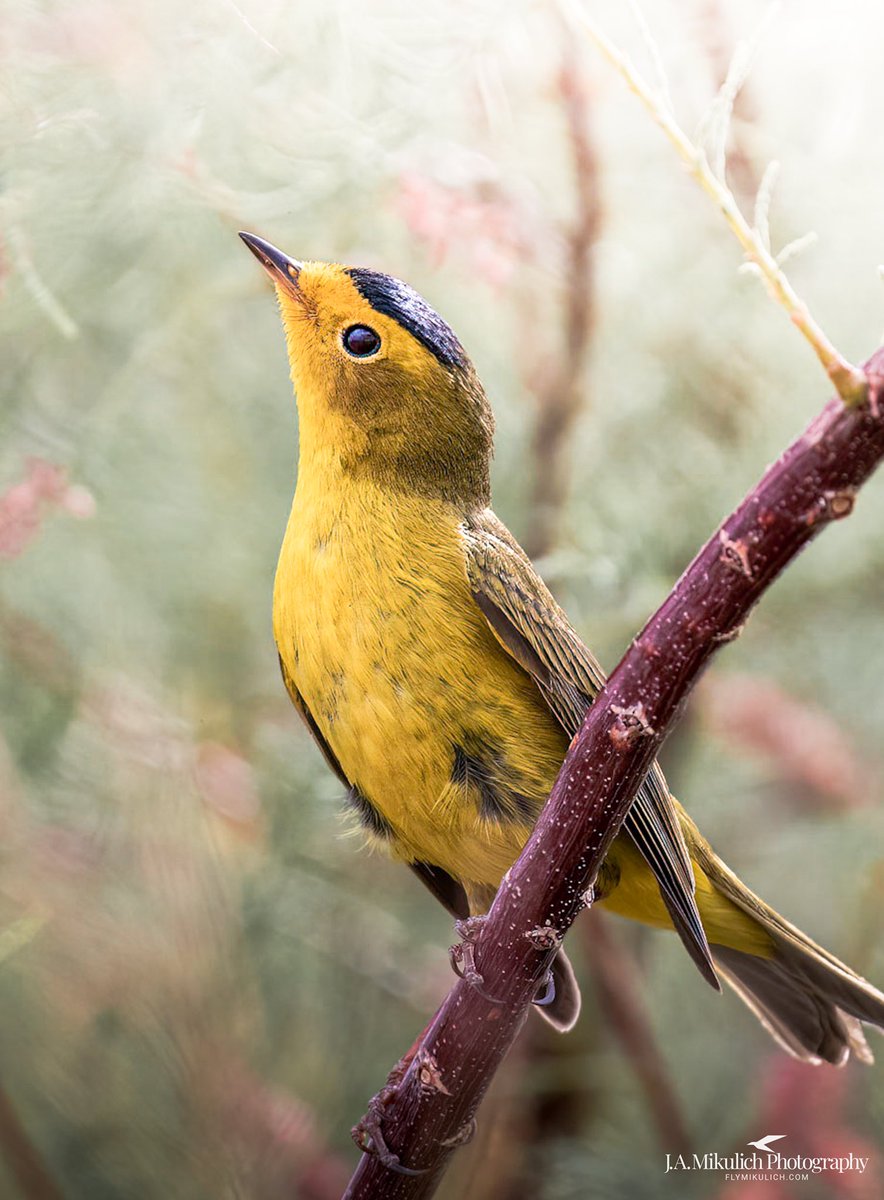 FlyMikulich's tweet photo. Wilson's Warbler. 
From this past spring in Henderson, Nevada. 
#birdphotography
#wildlifephotography
#outdoorphotography
#naturephotography https://t.co/yEnVvjUEJg