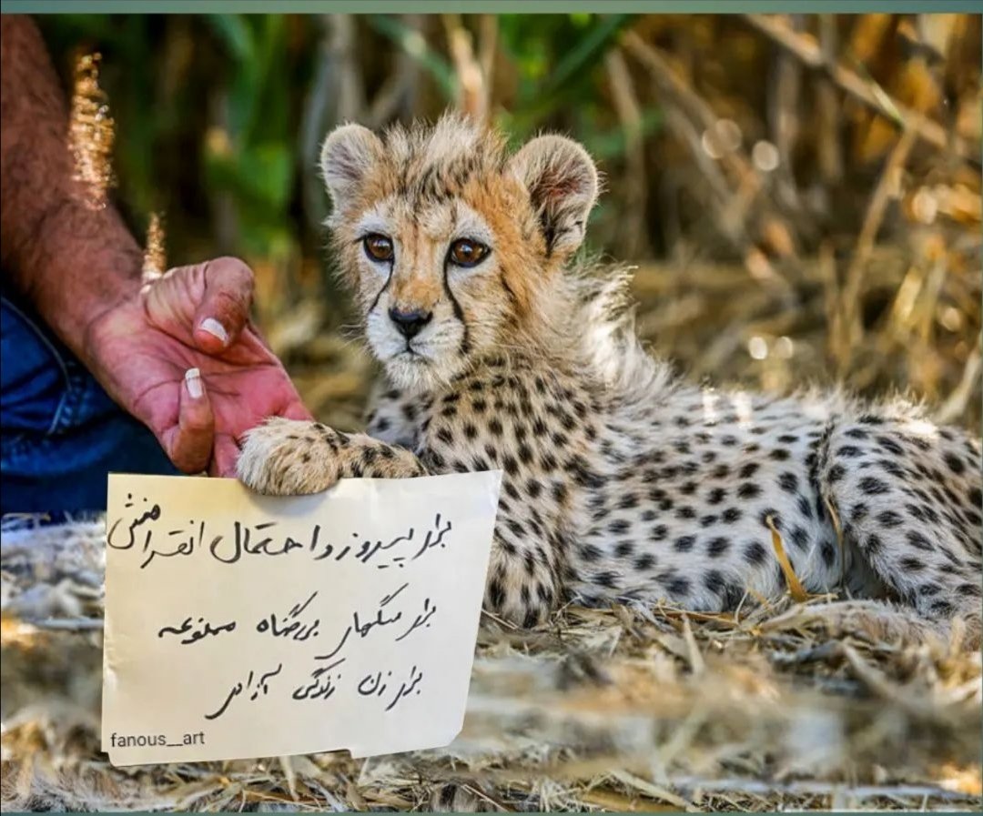 venus133333's tweet photo. برای پیروز  واحتمال انقراضش...
#مهسا_امینی https://t.co/u84nqKTmr1