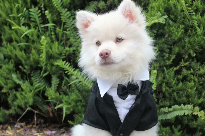 DogsDoAspas's tweet image. Dia 9

Cachorro de Casamento
@loud_aspas