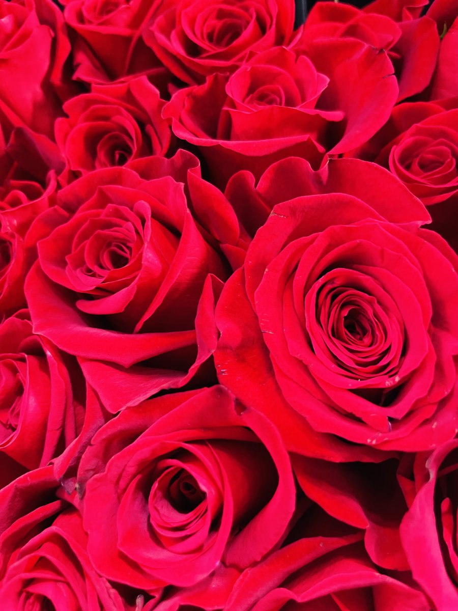 ethroses's tweet photo. gm🌹time to wake up and smell the roses 😍 https://t.co/o281BawlwX