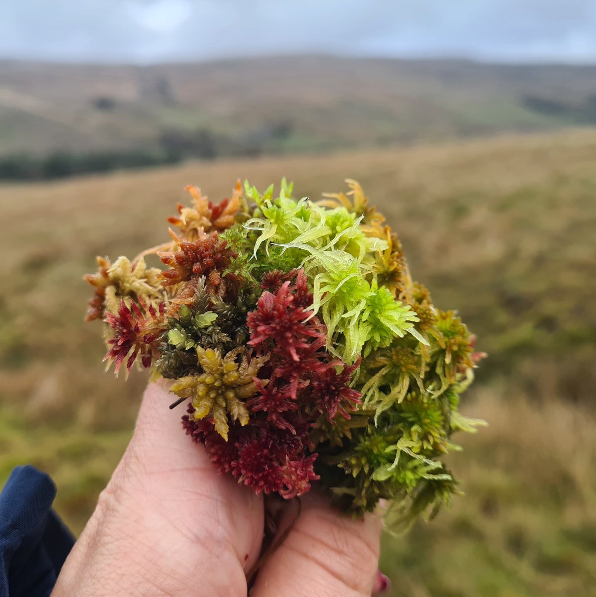 Move over, flowers. Sphagnum mosses make the most beautiful posy. #sphagnummonday