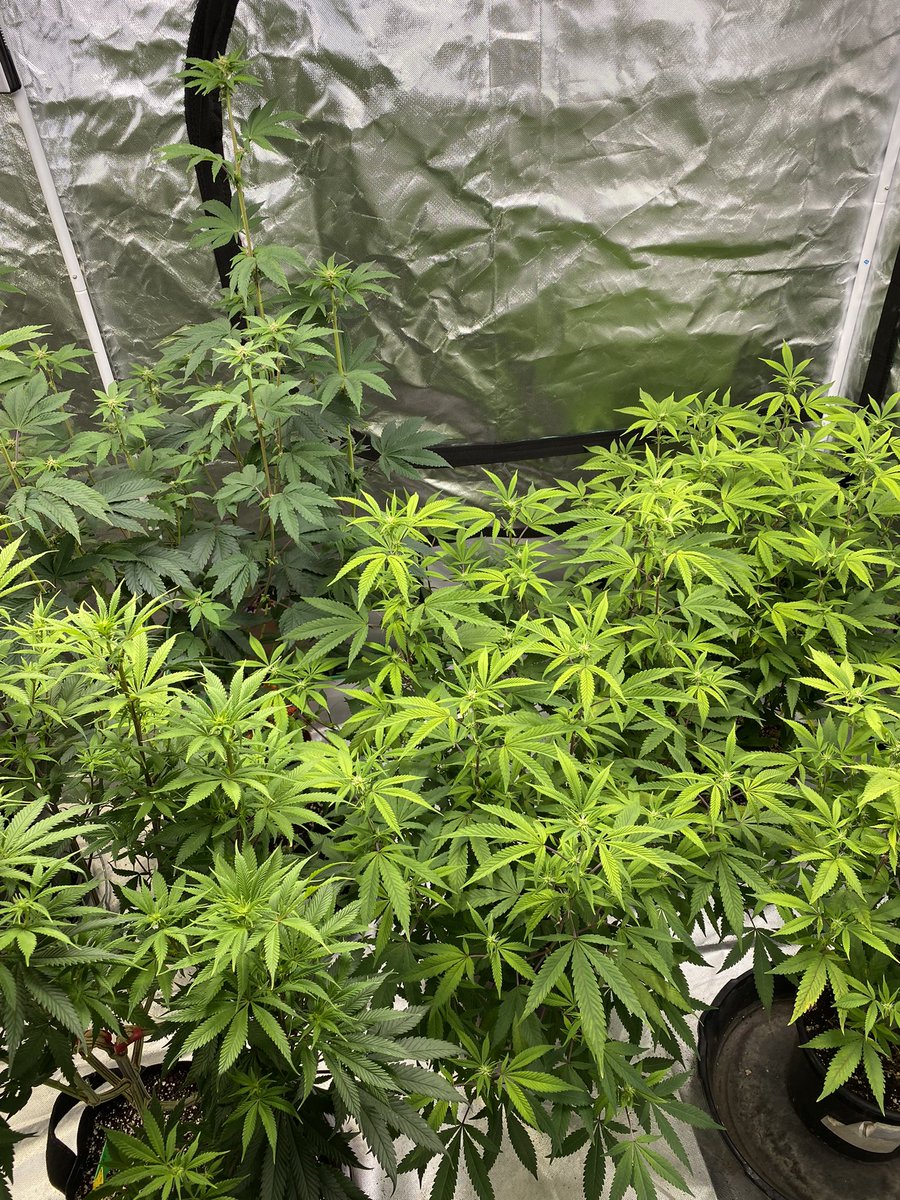 Cheluis1979's tweet photo. Beautiful shades of green, starting to flower #AYOS from @irvineseedco and level 2 tester plus #perfectcircle under the #ts1000 from @MarsHydroLight #growyourown #CannabisCommunity #cannabisculture https://t.co/hUZAub2ICN