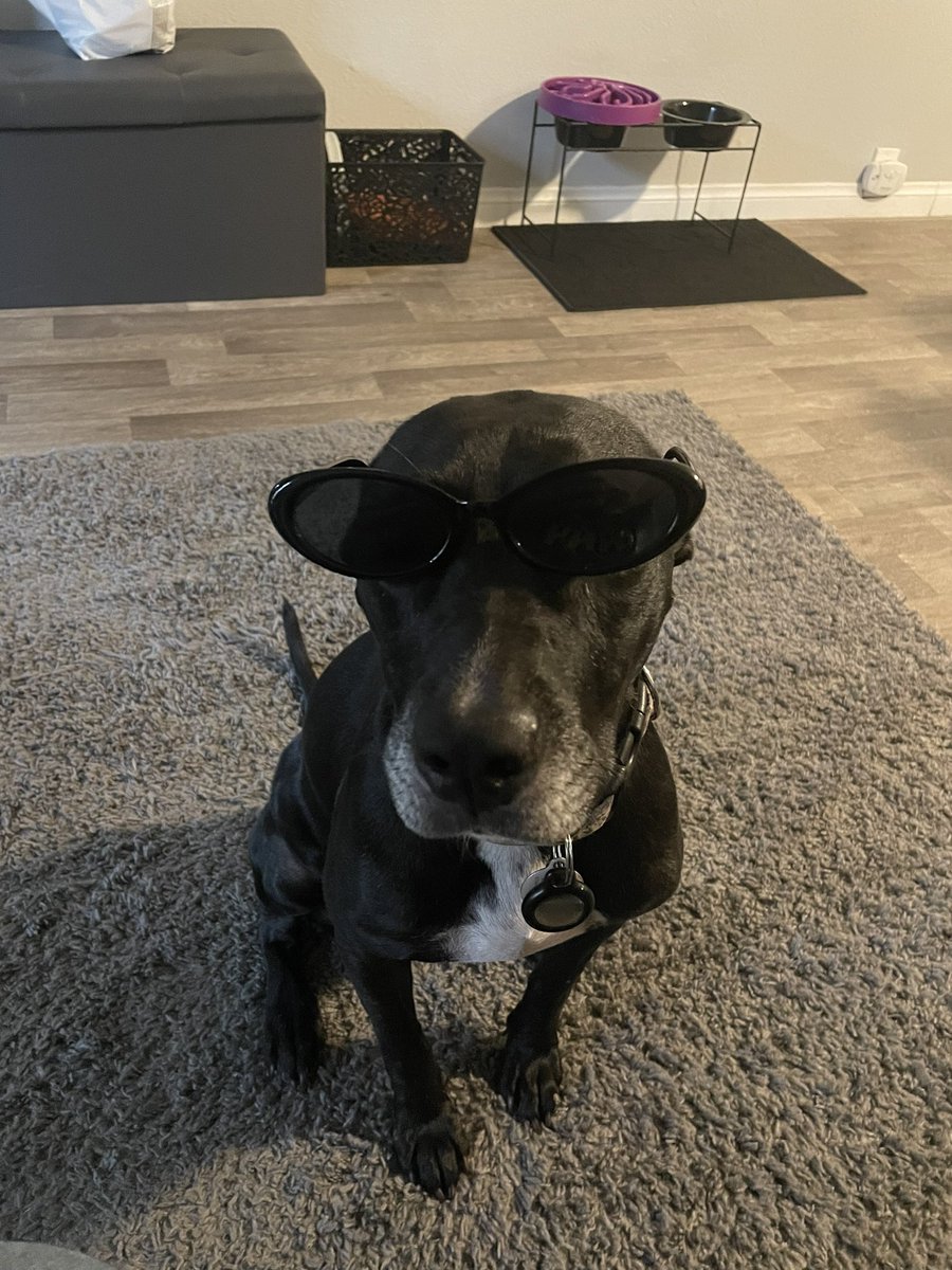 seanceknowles's tweet photo. @elijahdaniel This is Daisy she’s hella cool like that https://t.co/uYBcedC8KO
