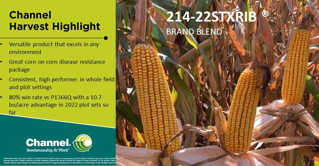 LaurenBotine's tweet photo. Just wanted to take a sec to admire Channel 214-22STXRIB and 214-78DGVT2PRIB. Consistently kicking butt and taking names. They are just good corn products.😎 Hit up your local Channel seedsman to get your hands on these bad boys, ASAP! @ChannelSeed @Channel_IA https://t.co/BTTuafwbNC