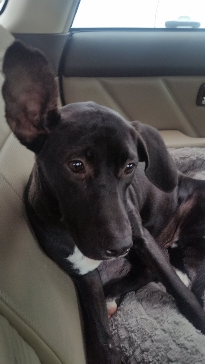 sworcery1's tweet photo. This week's Sworcery will be out on Tuesday instead of Monday because I (Jason) spent all weekend playing D&amp;D instead of editing and I'm not sorry in the least. Here is a picture of Aggie as a puppy to soothe any hurt feelings. https://t.co/RftsZ2oNvM