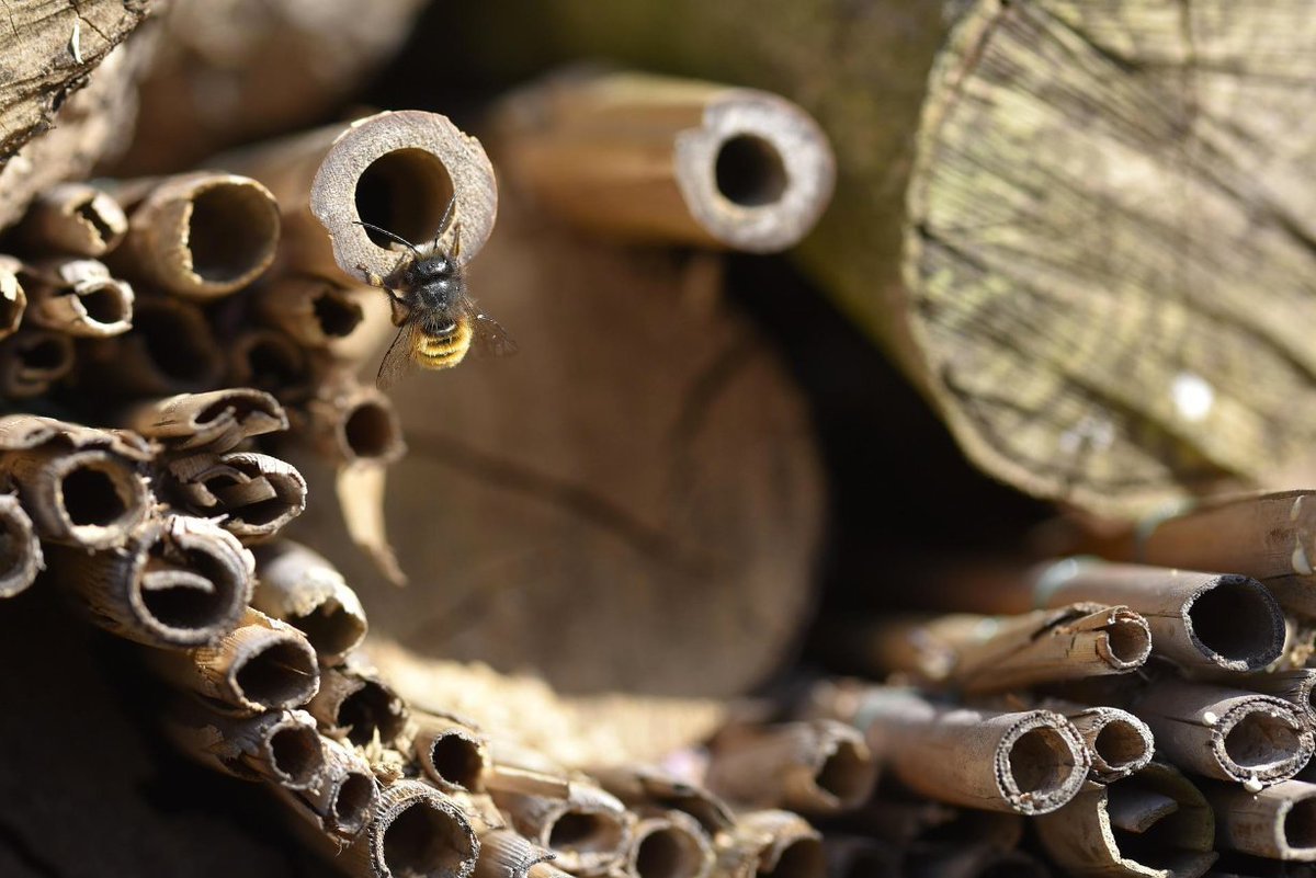 'An Introduction to Solitary #Bees', anyone? I'm doing a webinar for the wonderful @godsacre this Wednesday, 26th Oct, at 2pm. Details, and tickets, here: caringforgodsacre.org.uk/event/an-intro… Please retweet if you would 🐝