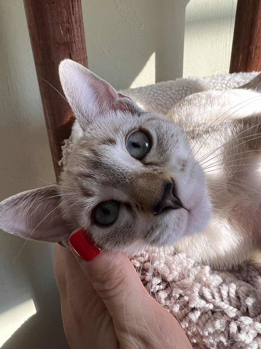 Molly Pills on Twitter: "This week……………"