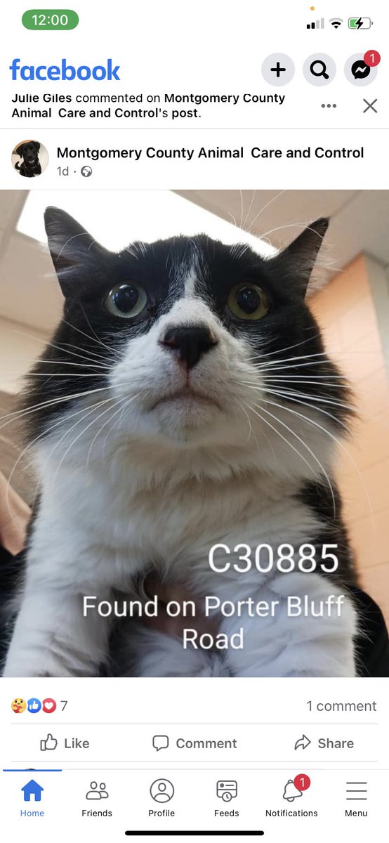 CarolineMGiles's tweet photo. my cat was sent to the pound for roaming and this is his mugshot asdfghjkl (he’s home now) https://t.co/J4eDu49buH