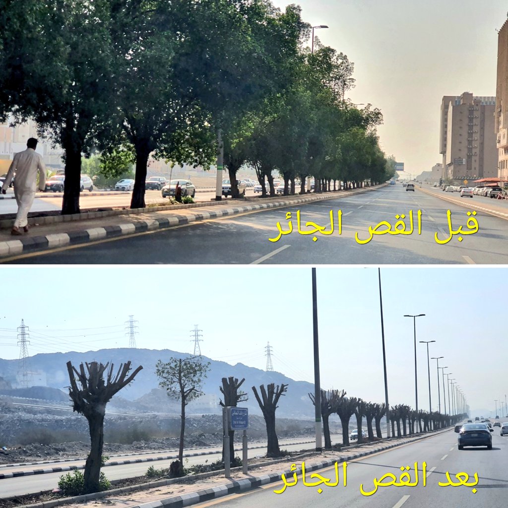 سؤال مع التحية والتقدير لمعالي أمين #أمانة_العاصمة_المقدسة :
من هو المستفيد من القص الجائِر لأغصان وجذوع أشجار #مكة ؟
 مع العِلم بأن #تعظيم_البلد_الحرام يستلزم عدم قص الأشجار إلا للضرورة القُصوى ، وأن حرارة #مكة_المكرمة تجعل زيادة المجموع الخضري ضرورة بيئية ومناخية .
<a href="/holymakkah/">أمانة العاصمة المقدسة</a>