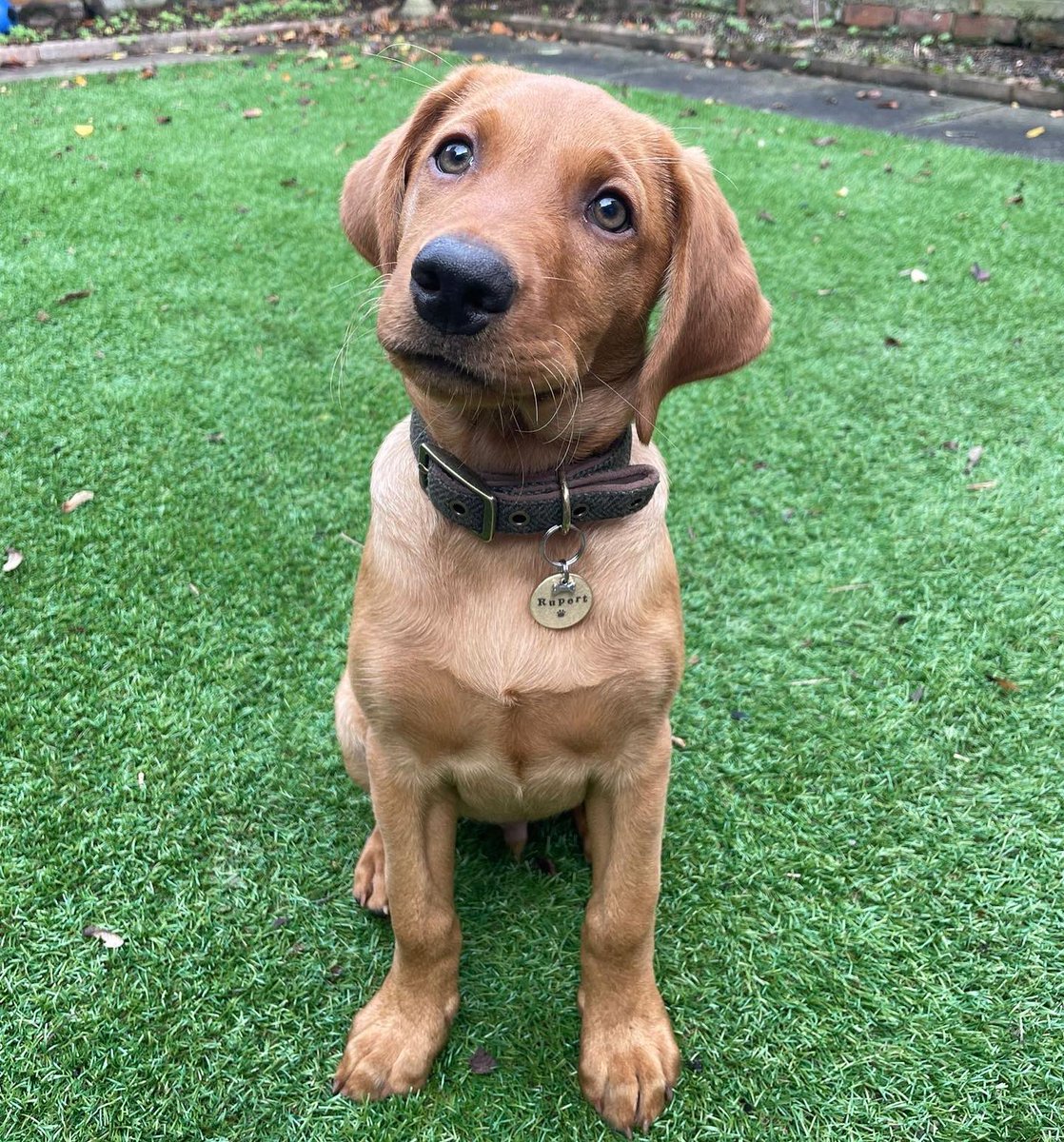 LydiaAshurst_'s tweet photo. Hi! I’m Rupert 🐾
Also known as: RuRu, Rupe, Angel Face, Booboo, Cling on Clive, Custard and Baby Angel. 
#PLTpet https://t.co/t6xGRoXDf3