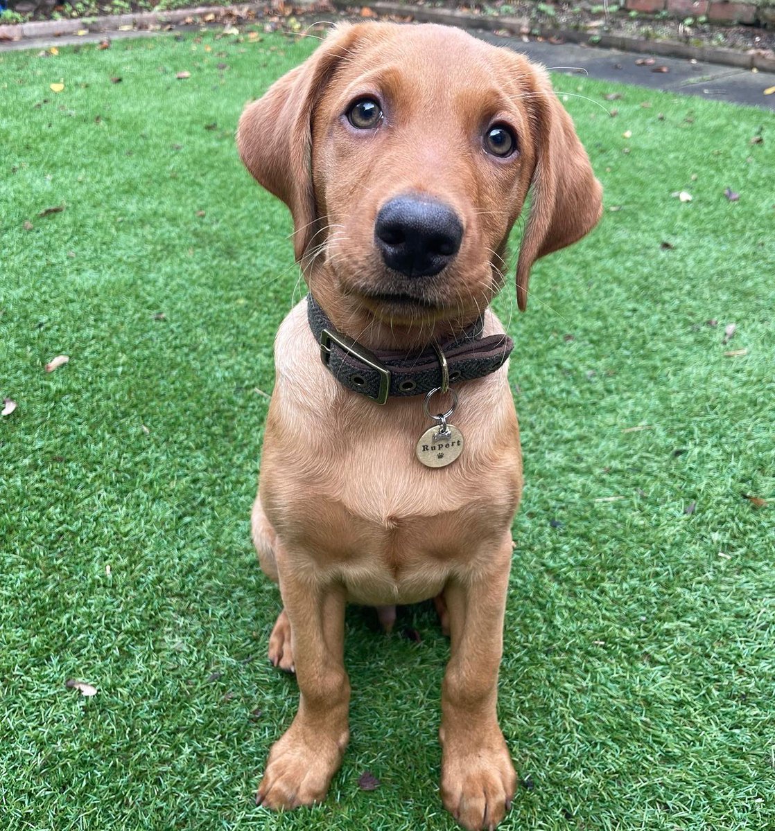 LydiaAshurst_'s tweet photo. Hi! I’m Rupert 🐾
Also known as: RuRu, Rupe, Angel Face, Booboo, Cling on Clive, Custard and Baby Angel. 
#PLTpet https://t.co/t6xGRoXDf3