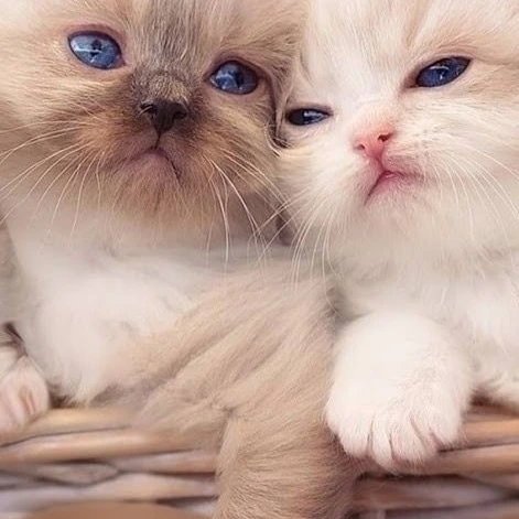 Love cateee❤️❤️
#socialmediatips #marketer #TwitterFriends #instagramtips 
#SocialWorkTwitter #socialmediamanagement