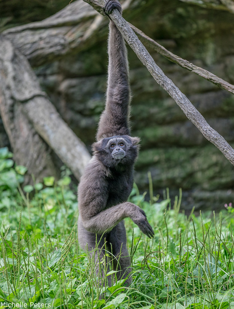 不破類 on Twitter "RT CincinnatiZoo Happy International Gibbon Day