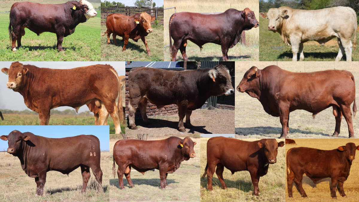 Veeplaas1's tweet photo. The @ARCSouthAfrica National Platinum Bull Awards, sponsored by #GMPBasic, recognises exceptional performance from both the bull and its dam. 

Read more about this awards category on #AgriOrbit: https://t.co/bHWdzYImAG.

#PlatinumBulls #CattleFarming #BeefPerformers https://t.co/FmLBGguzqh