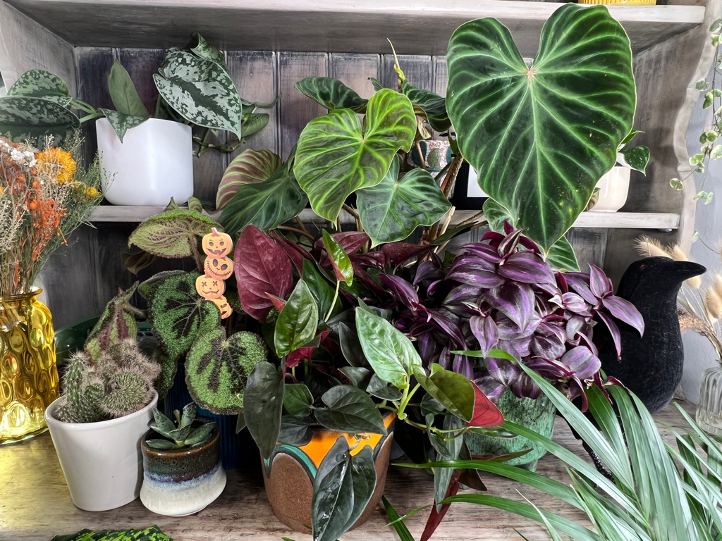 ginger_jungle's tweet photo. 🍬 Free trick or treat with every order this October 🍭 

🎃 Delivering happiness to your door 🎃

#thegingerjungle #indoorplants  #houseplants #gingerjungleuk #ginger #greenliving #plants #halloween https://t.co/AjXhFcAac4