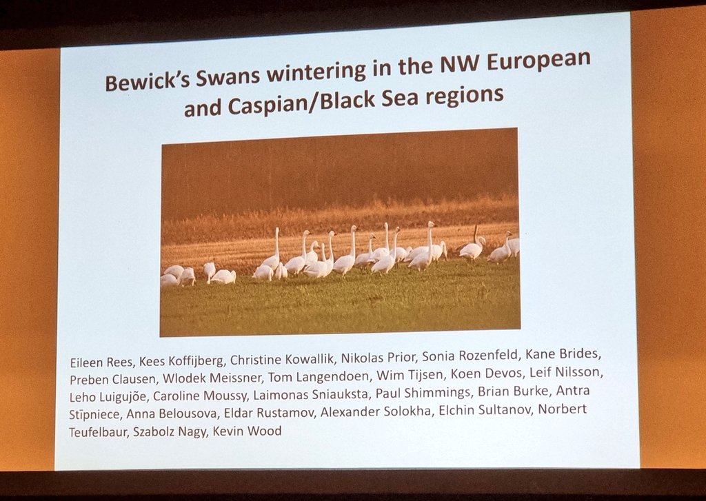 KaneBrides's tweet photo. @EileenRees presents the latest results for the NW European population of Bewick's Swans to the International Swan Symposium. We're working on writing up &amp; publishing these results, however will make for grim &amp; puzzling reading. https://t.co/xL5fTAe4Vq