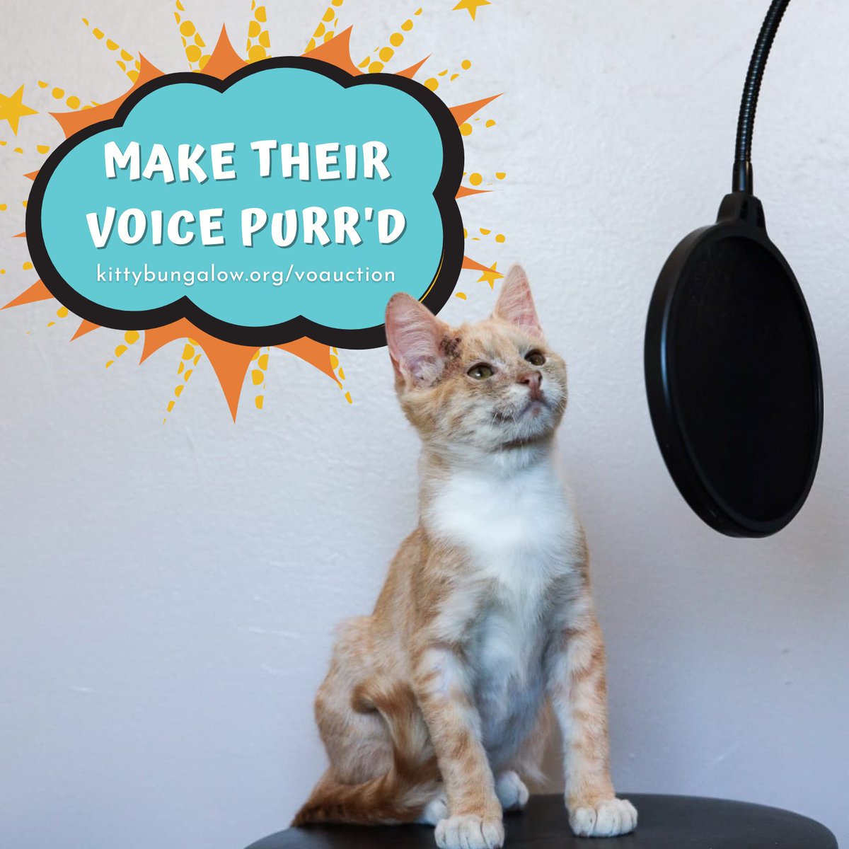 Kitty Bungalow Lets Volunteer LA