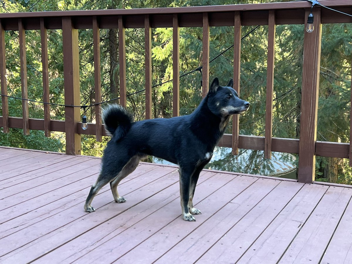 amylovesrocks's tweet photo. He is loving this cabin in the woods. 🥰 (We are too) https://t.co/GTvenkF8WK