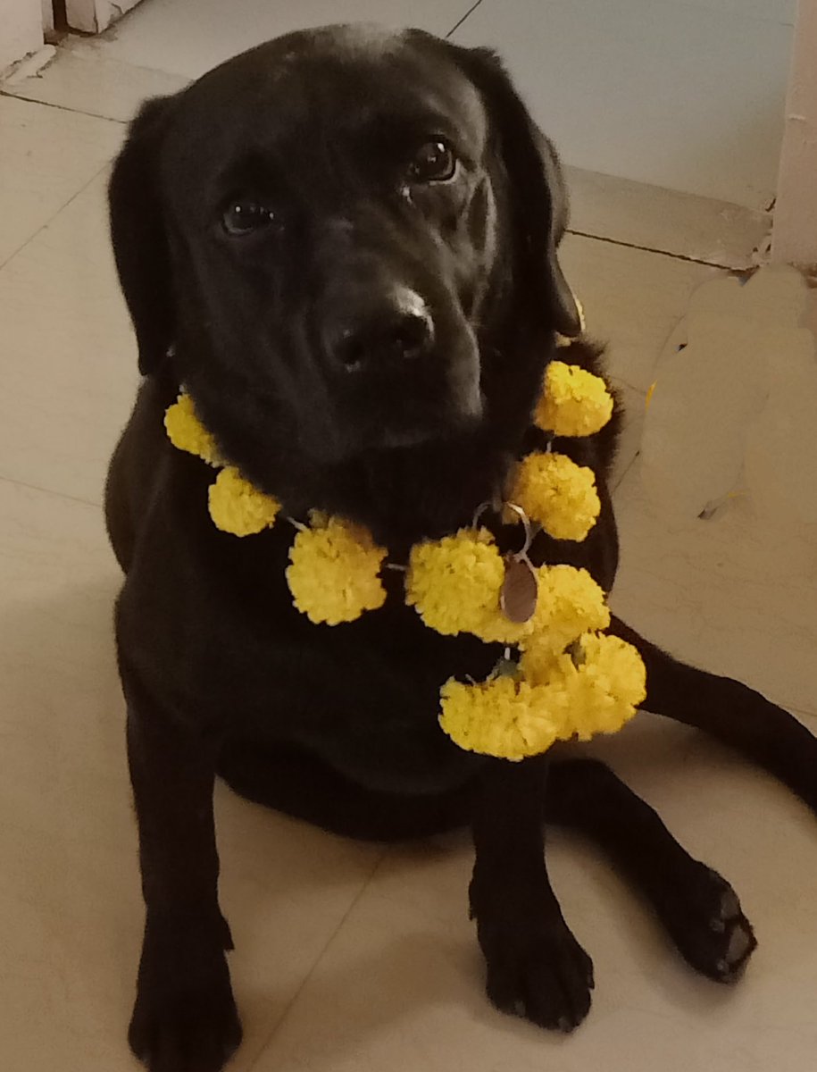 w_a_n_d_e_rer's tweet photo. Nepalese Hindus celebrate Kukur Tihar on Diwali. When Yudhishthir refused to enter Swarg without his dog, the dog revealed himself as Yama. On this day people worship dogs to please Yama &amp; to also celebrate old relationship of man and dog. Mine after getting his pooja done. https://t.co/03zJcbohpk